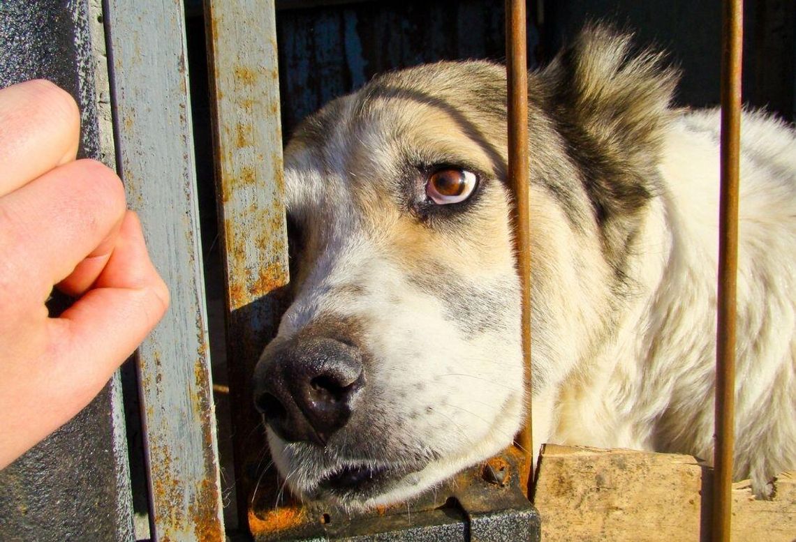 Schroniska są rakarniami? Czy kontrole zmienią sytuację?