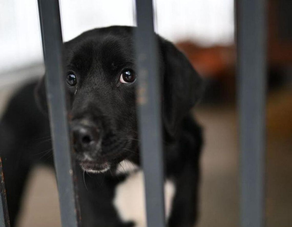 Schronisko dla zwierząt sprawdza prokuratura. MSWiA zleciło pilne kontrole schronisk