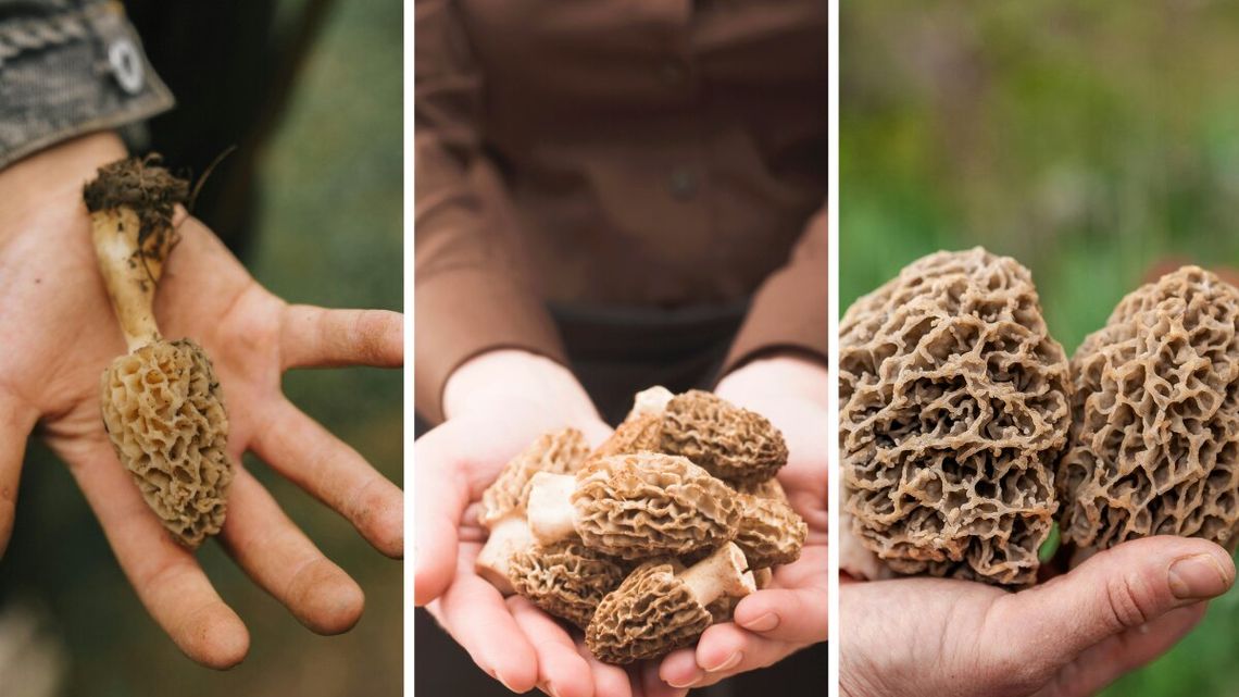 Sezon na grzyby zaczynają wiosną. Grzybiarze ruszyli na swoisty połów