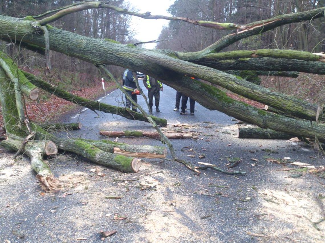 Silny wiatr powalił drzewa