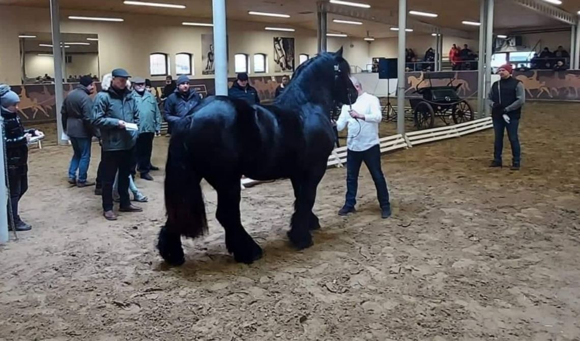Silver - najlepszy na aukcji ogier z kategorii "polski koń zimnokrwisty". Hodowcą jest Stanisław Martyka