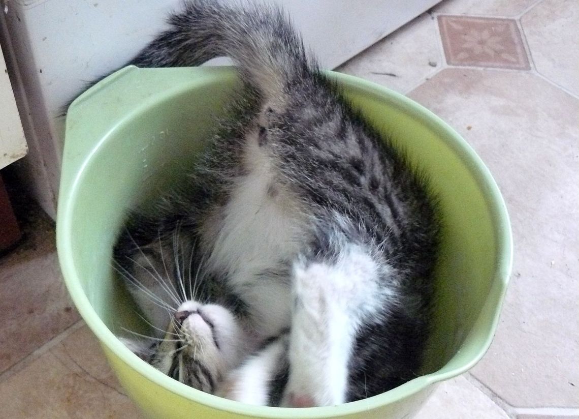 Simeczka czeka na dom