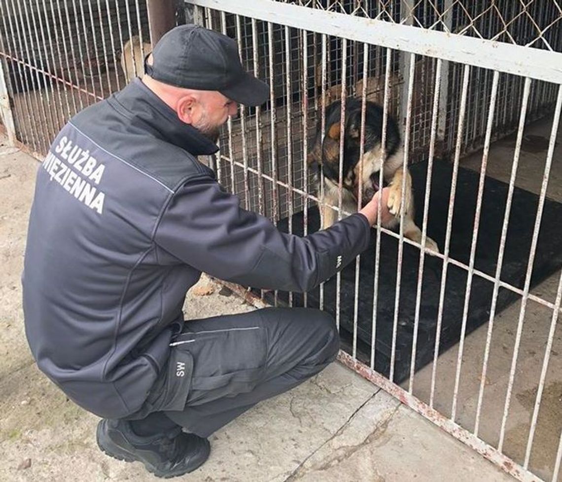 Skazani z więzienia wykonali budy dla bezdomnych zwierząt Skazani z więzienia wykonali budy dla bezdomnych zwierząt