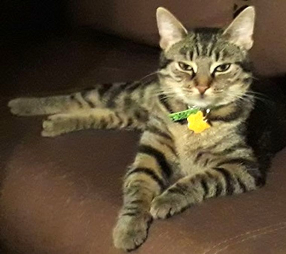 Skradziono małą kotkę! - skarży się czytelniczka Skradziono małą kotkę! - skarży się czytelniczka