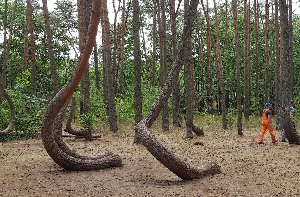 Słynny Krzywy Las do wycięcia? Część drzew obumarła - alarmuje National Geographic Polska