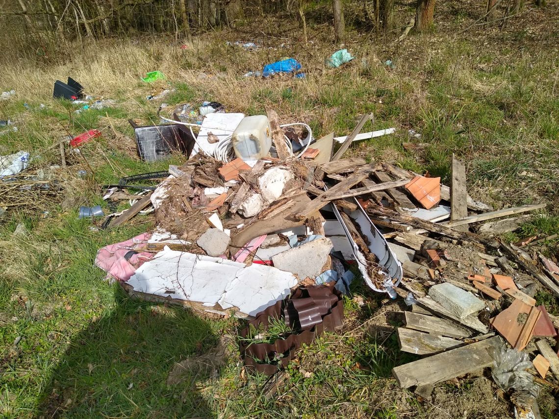 Śmieci w lesie Śmieci w lesie