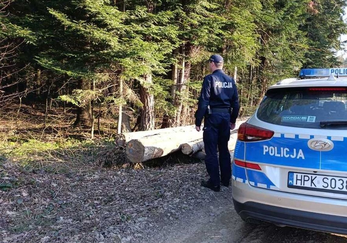Śmiertelny atak niedźwiedzia pod Sanokiem – służby z bronią gładkolufową zabezpieczają miejsce zdarzenia