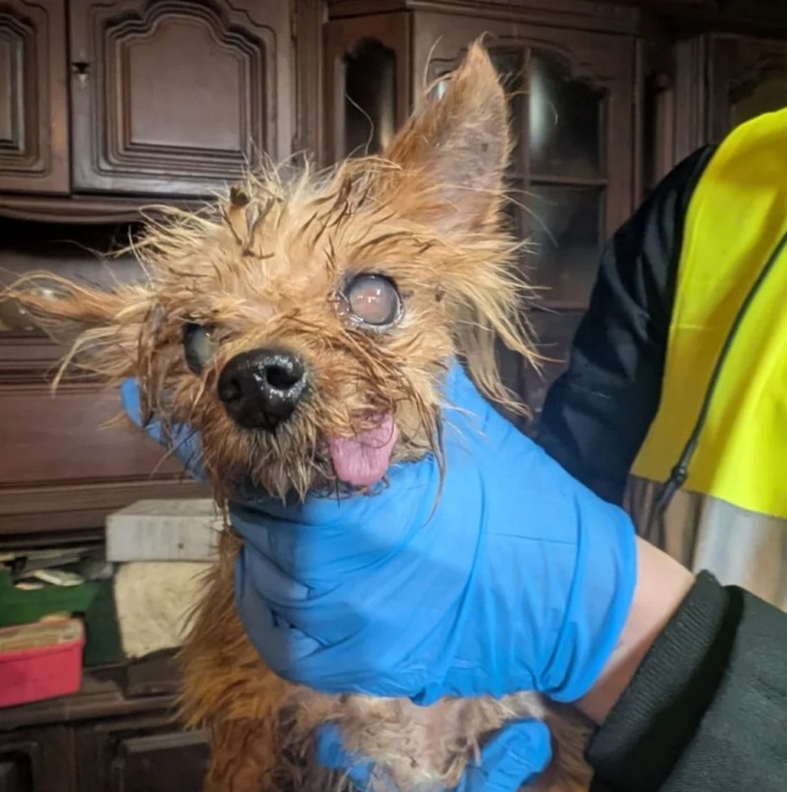 Nielegalna hodowla starszej pani. Psy cierpiały ZDJĘCIA]