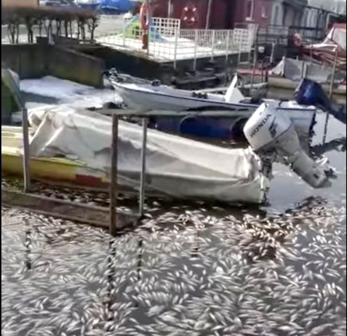 Śnięte ryby w kanale wędkarskim. WIOŚ wyjaśnia przyczynę śnięcia oraz kto zjadł te ryby