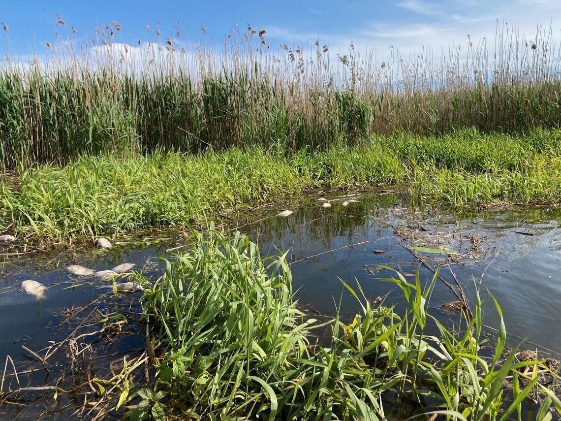 Śnięte ryby znaleziono w kanale Międzyodrza koło Gryfina