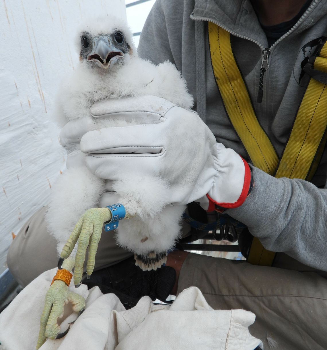 Sokoły wędrowne na elektrowni mają trojaczki Sokoły wędrowne na elektrowni mają trojaczki
