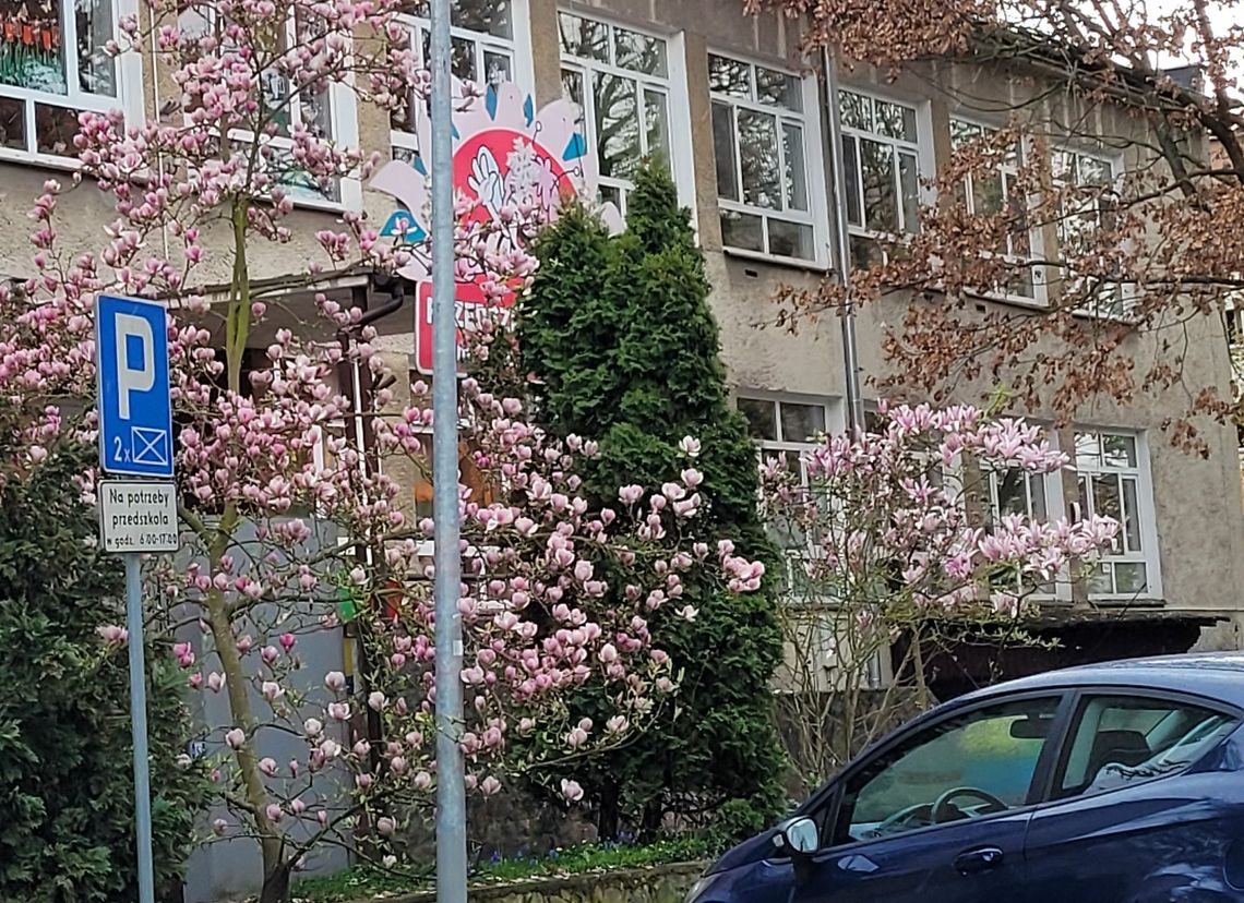 Spacer w poszukiwaniu gryfińskich magnolii Spacer w poszukiwaniu gryfińskich magnolii