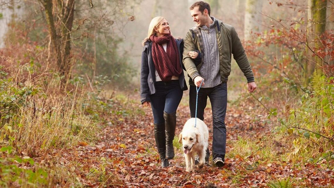 Idziesz na spacer po lesie z psem? Przez błędy i nieposłuszeństwo pupila ucierpi portfel