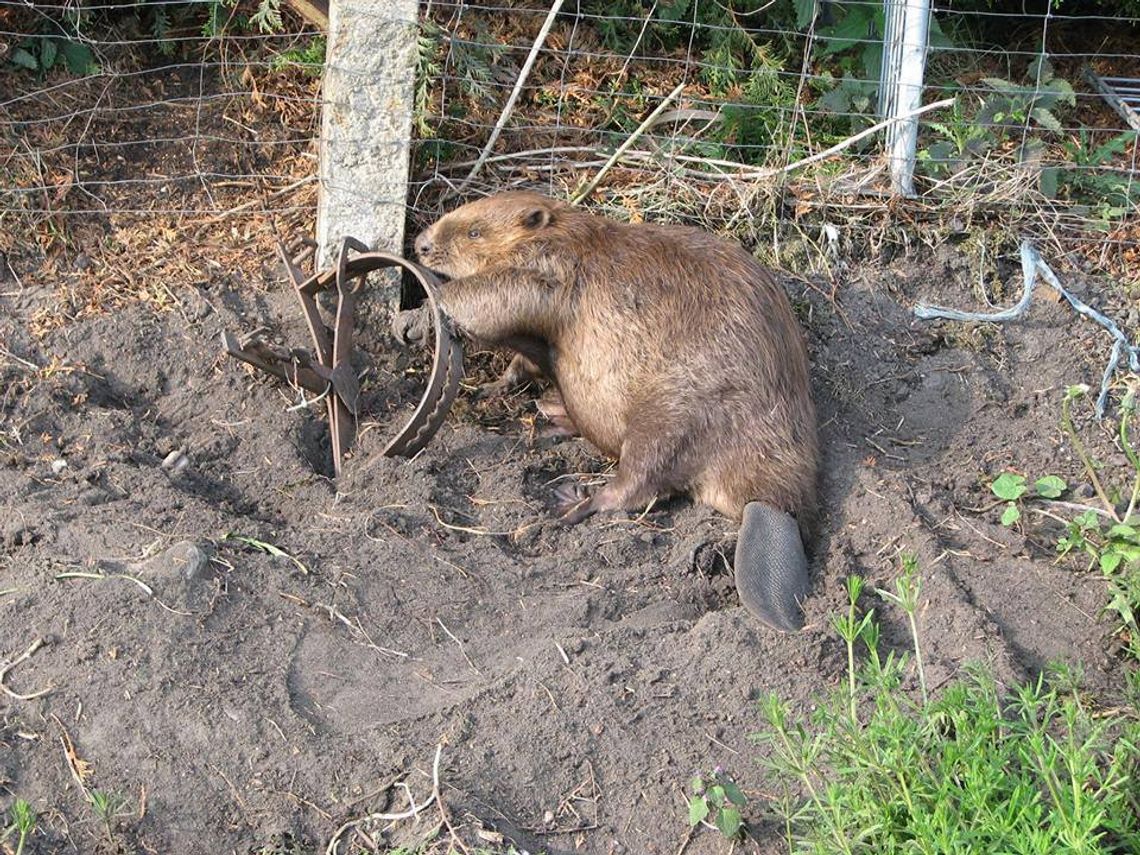 Sprawa bobra umierającego w męczarniach wraca do prokuratury Sprawa bobra umierającego w męczarniach wraca do prokuratury