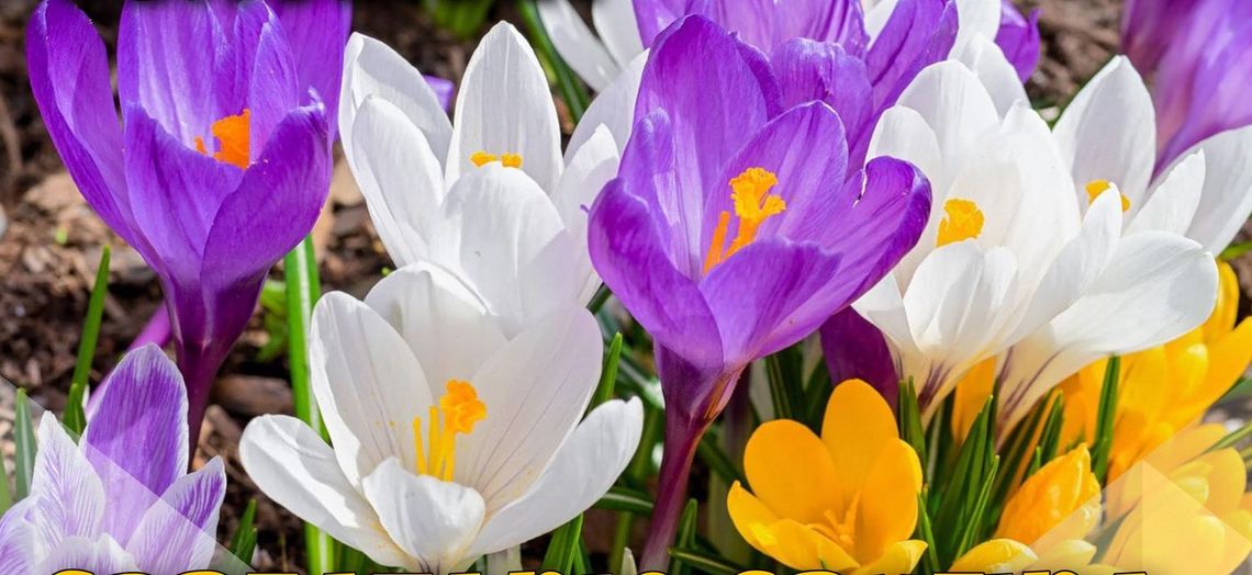 Sprzątanie Gryfina z krokusami - weź udział w akcji Sprzątanie Gryfina z krokusami - weź udział w akcji