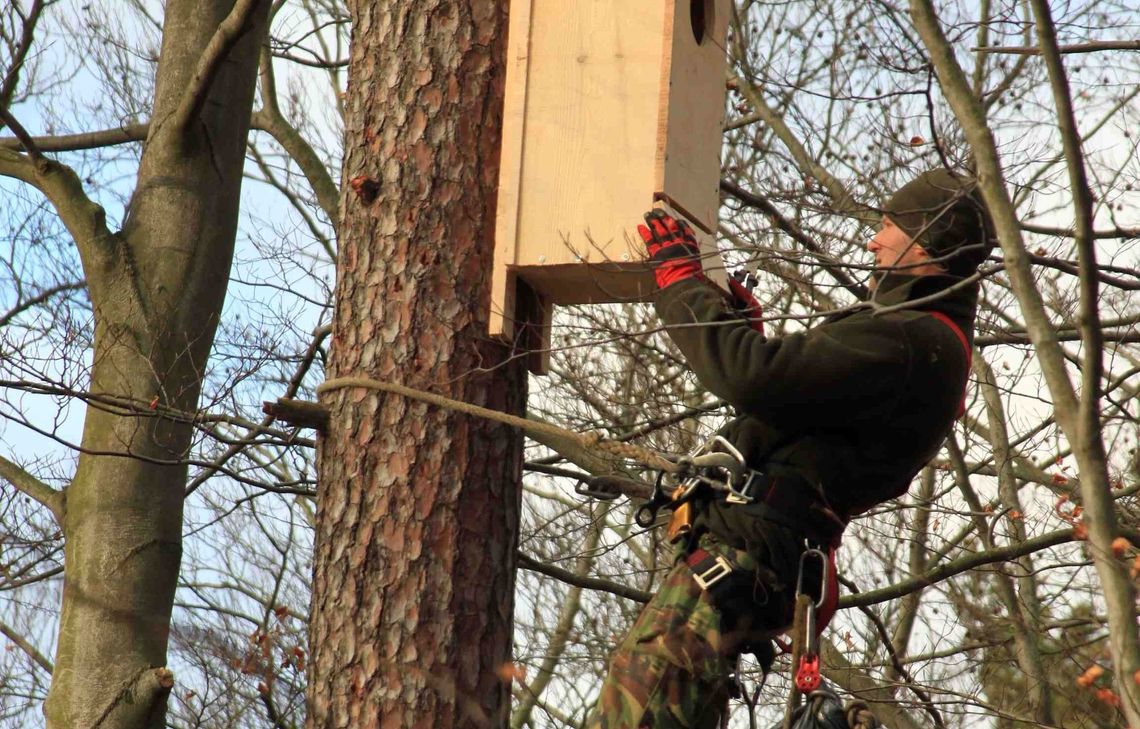 Sprzątanie i wywieszanie skrzynek lęgowych dla ptaków i nietoperzy Sprzątanie i wywieszanie skrzynek lęgowych dla ptaków i nietoperzy