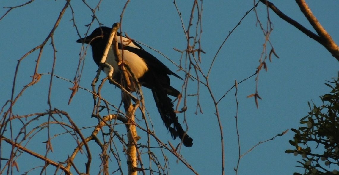 Sroka w gryfińskim parku. Wiecie, że to jeden z najinteligentniejszych ptaków? Sroka w gryfińskim parku. Wiecie, że to jeden z najinteligentniejszych ptaków?