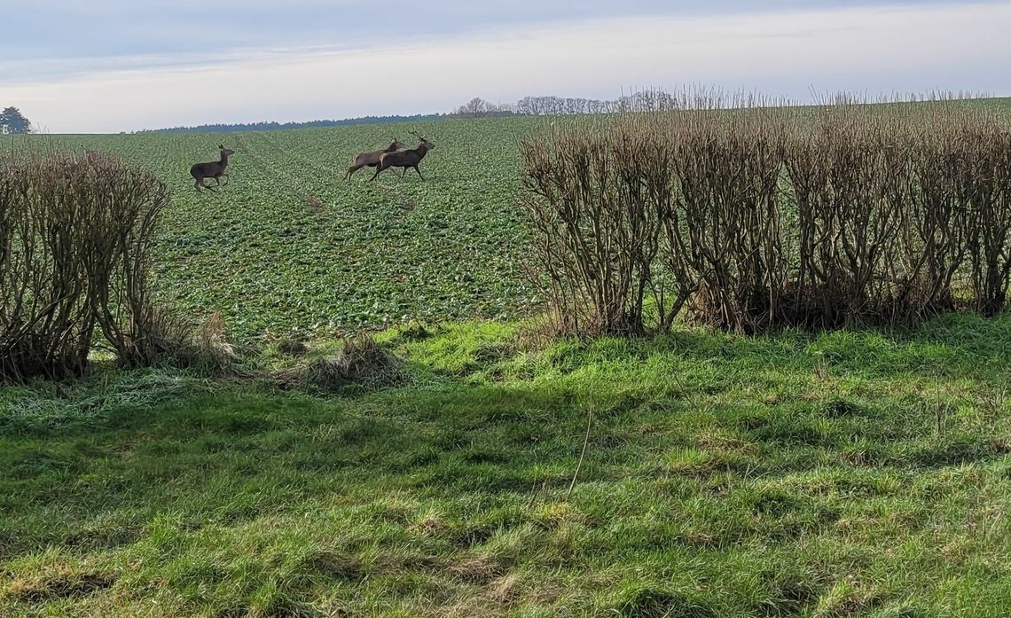 Stado jeleni wypłoszone przez wilki? [WIDEO, FOTO]