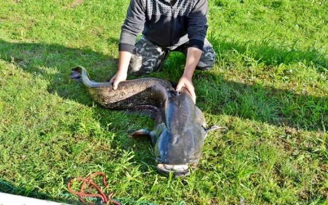 Stanisław W. odpowie przed sądem za 13-kilogramowego suma Stanisław W. odpowie przed sądem za 13-kilogramowego suma