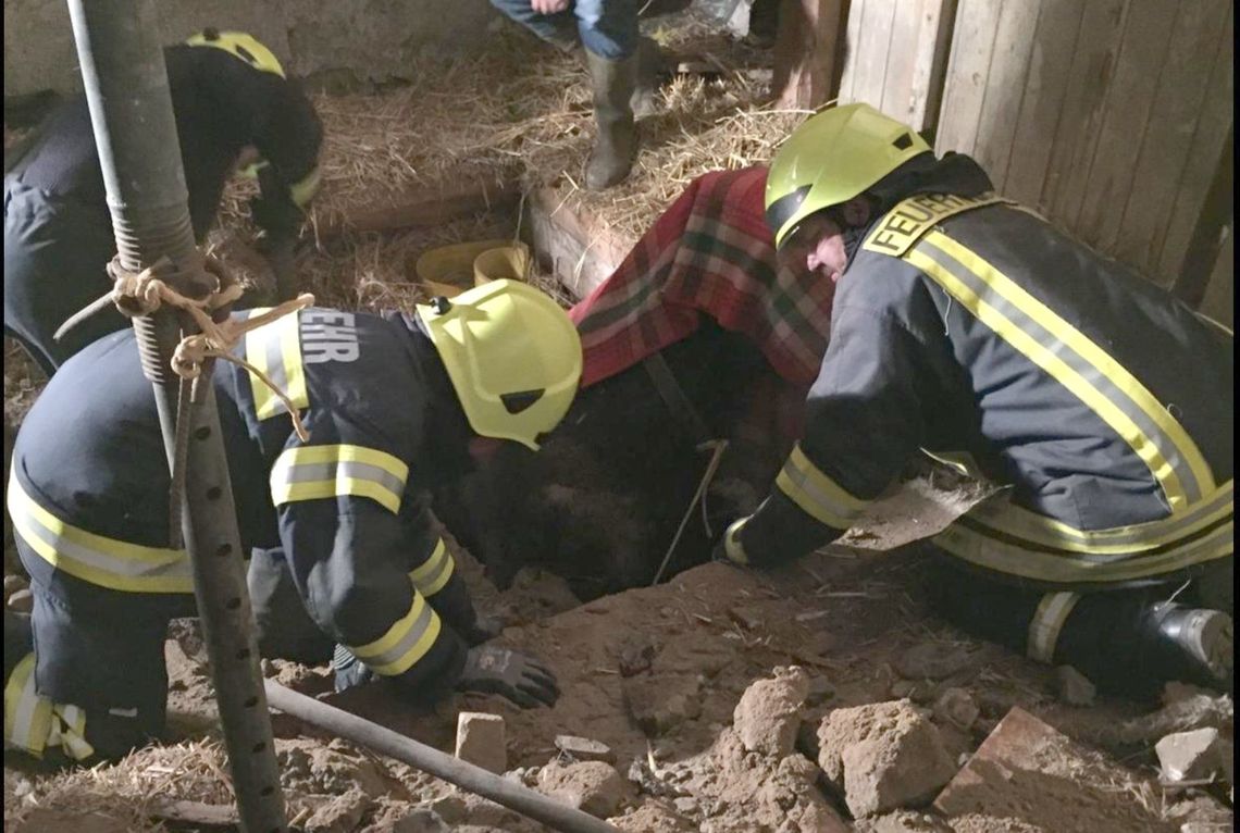 Strażacy uratowali konia Lucy [ZDJĘCIA]