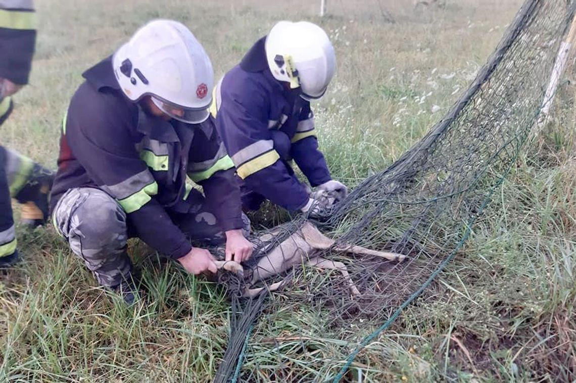 Strażacy uratowali sarenkę [FOTO]