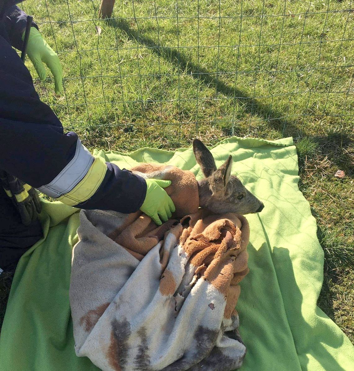 Strażacy uratowali sarnę