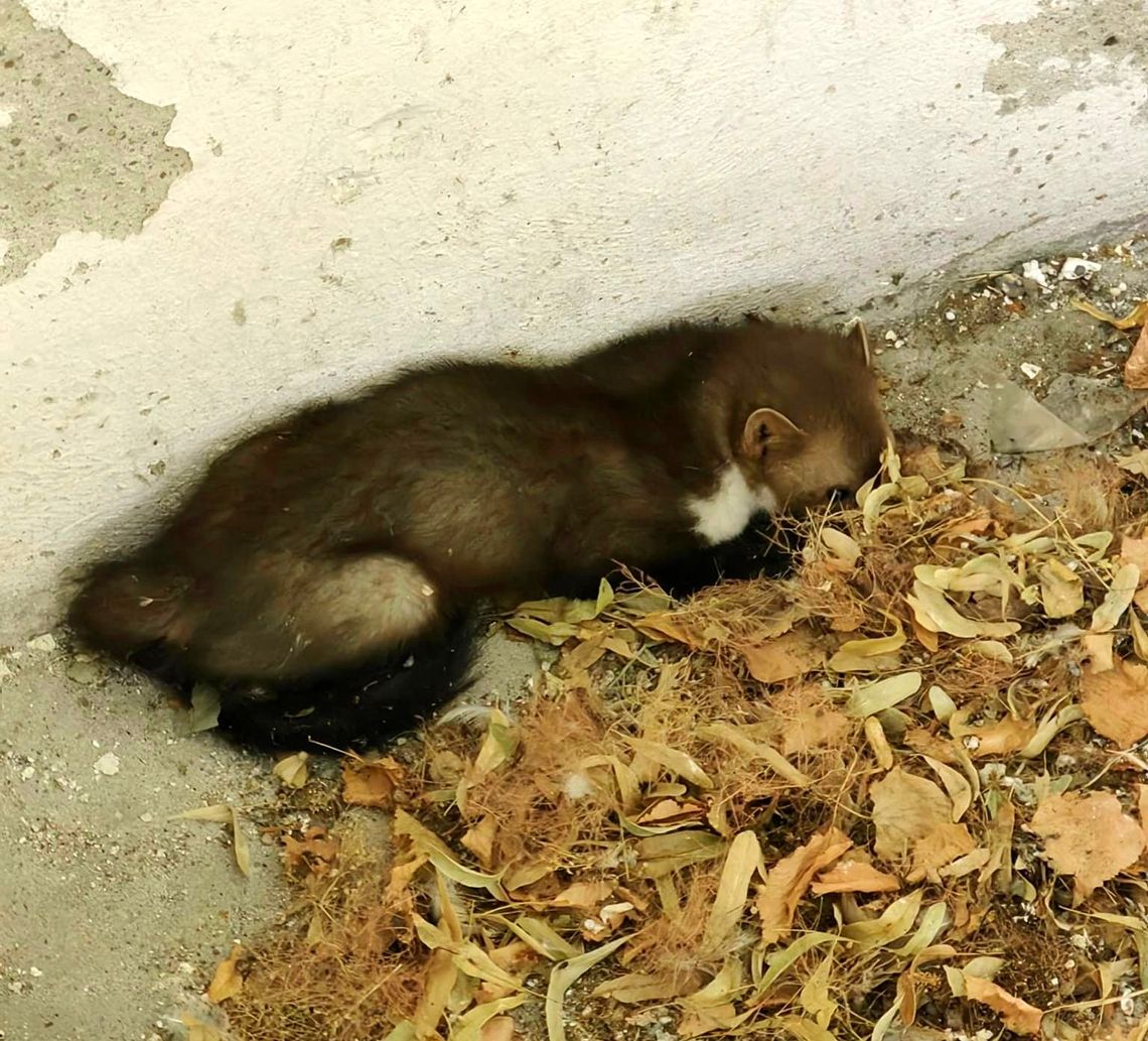 Strażacy uratowali zwierzątko na terenie Domu Pomocy Społecznej