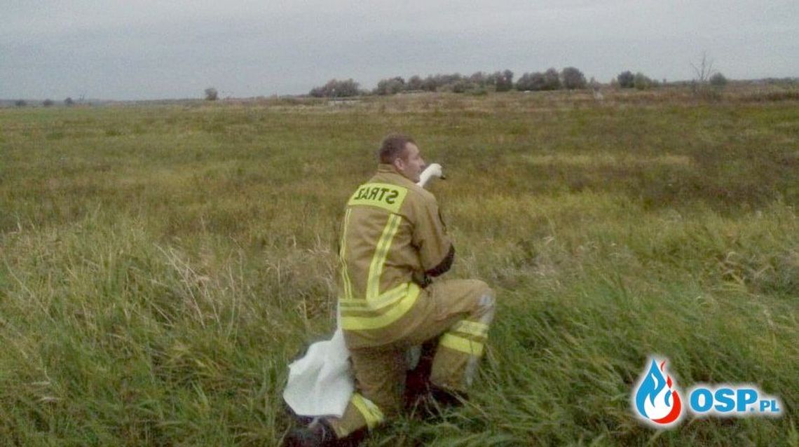 Strażaków wezwano do rannego łabędzia
