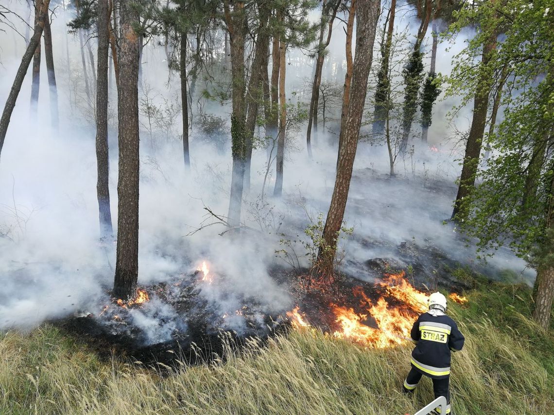 Sucho, więc ściółka szybko się zajęła Sucho, więc ściółka szybko się zajęła