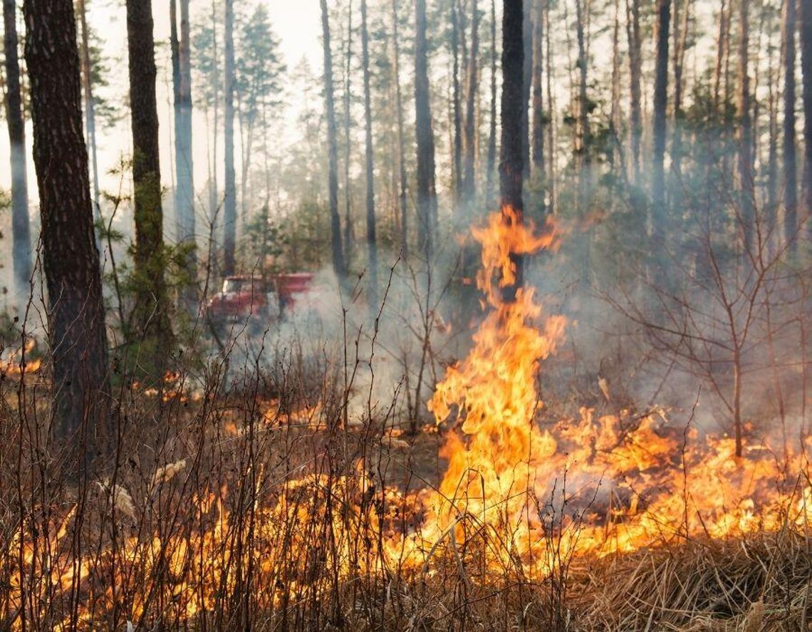 Krytyczny brak opadów niszczy nasze lasy. Zobacz prognozy na majówkę i sprawdź alerty Straży Leśnej