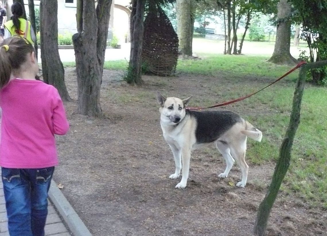 Święto zwierząt Święto zwierząt