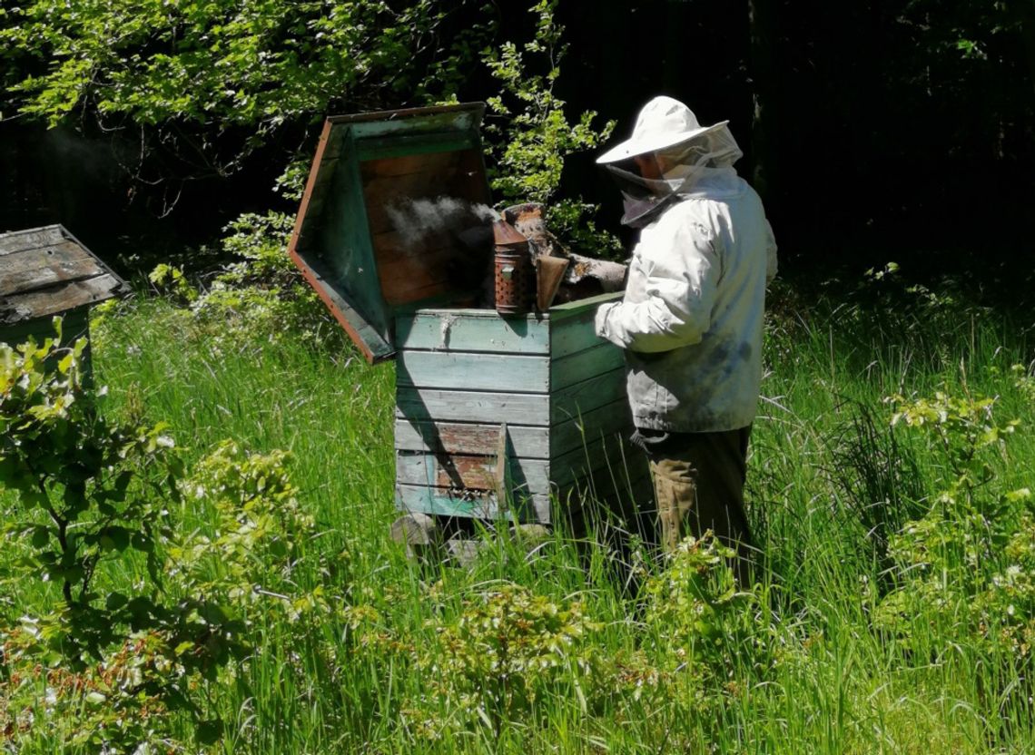 Świętujemy Wielki Dzień Pszczół Świętujemy Wielki Dzień Pszczół