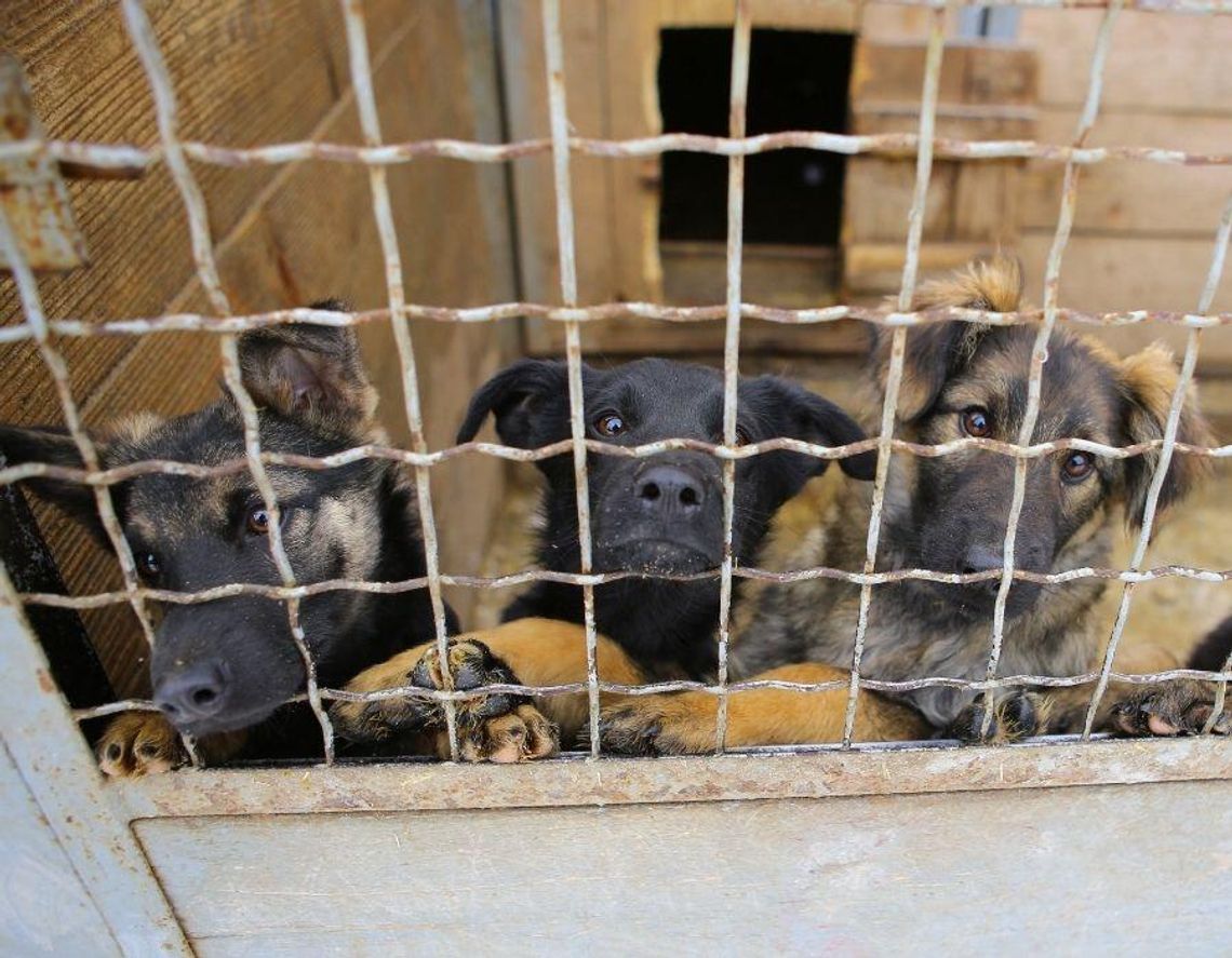 Koszty opieki nad zwierzętami. Płacimy podwójnie za błędy gmin i brak skutecznej profilaktyki