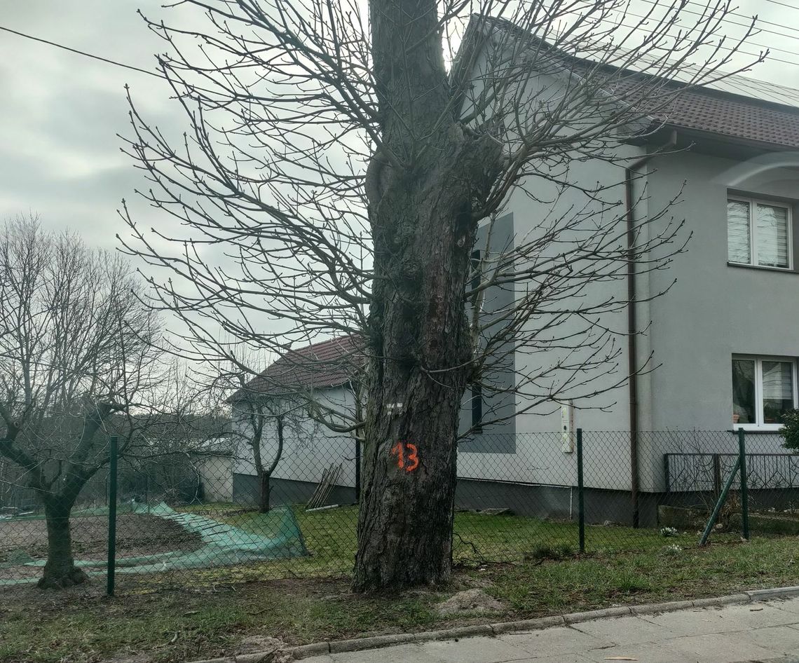 Szalony pomysł aby usunąć stare drzewa?