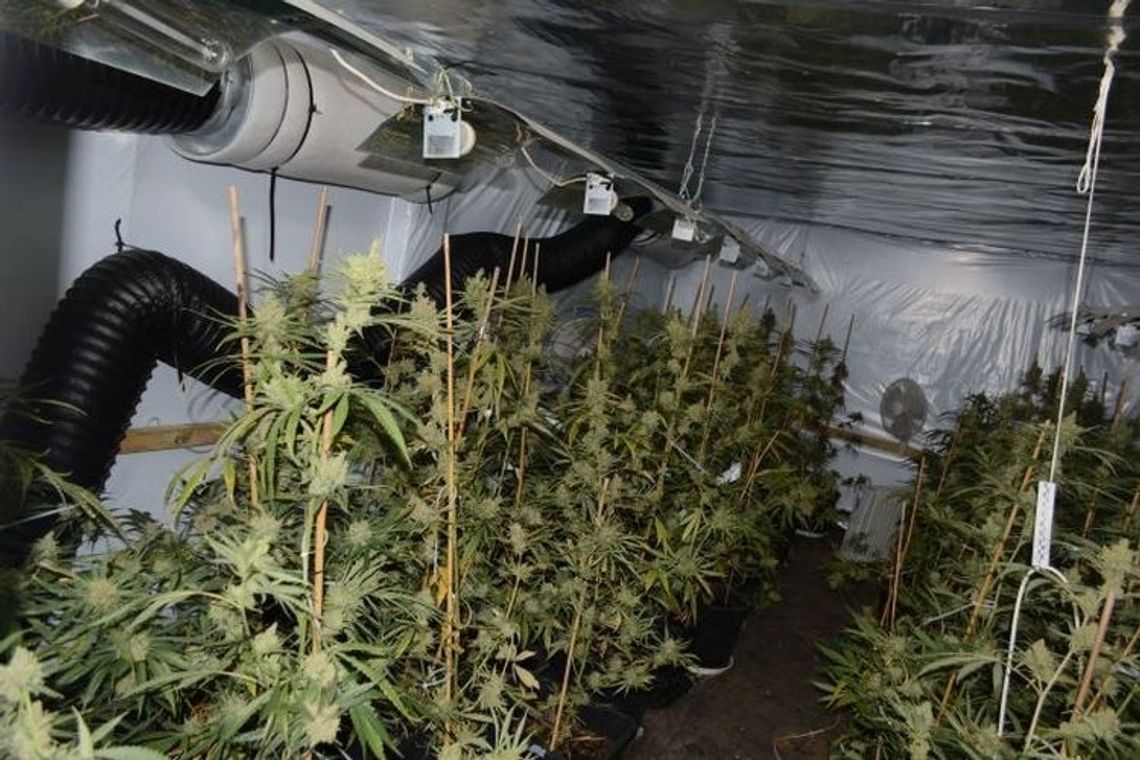 Szczecinianie uprawiali sobie na wsi... konopie Szczecinianie uprawiali sobie na wsi... konopie