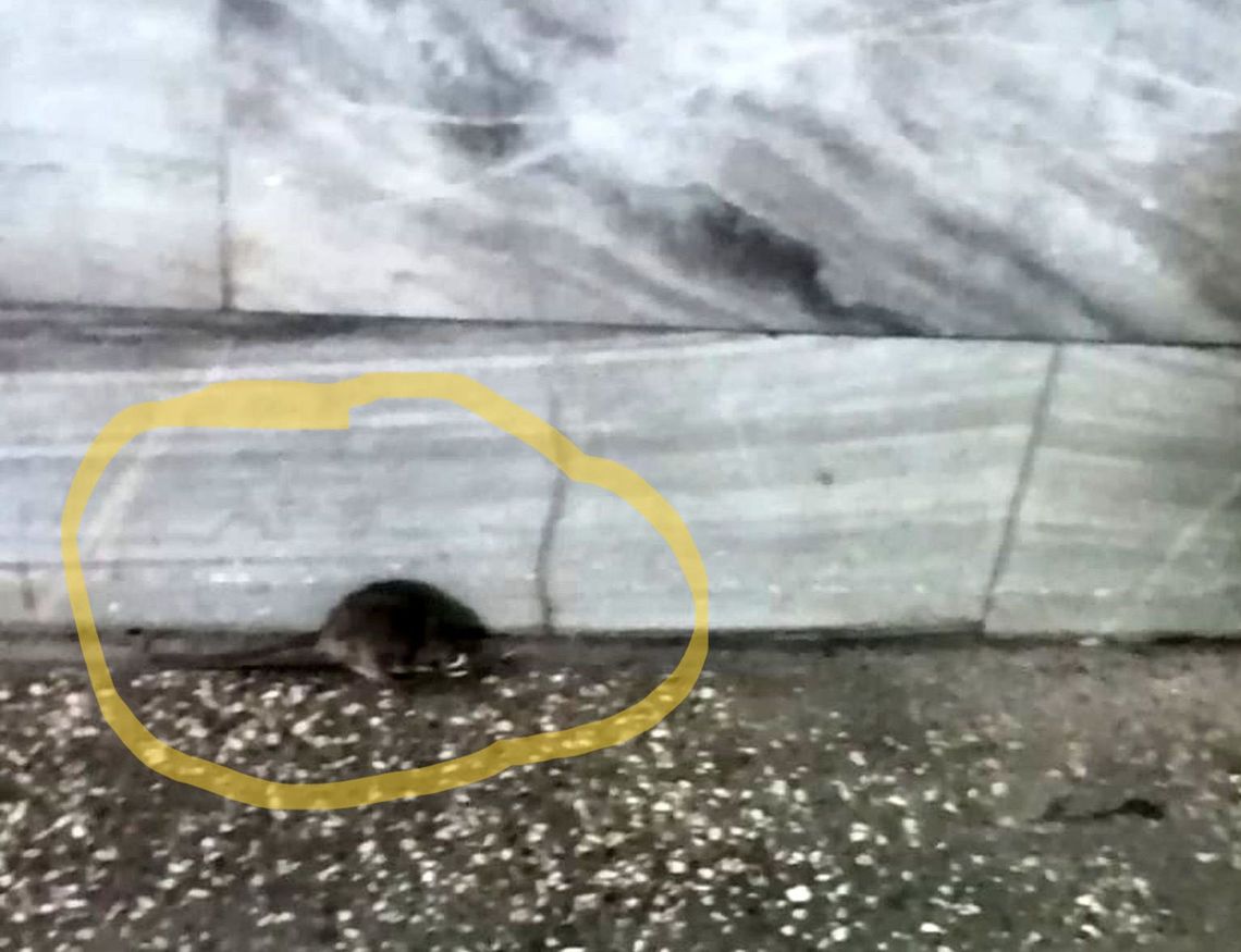 Szczury w tunelu pod torami?! Nieproszeni goście na dworcu w Gryfinie