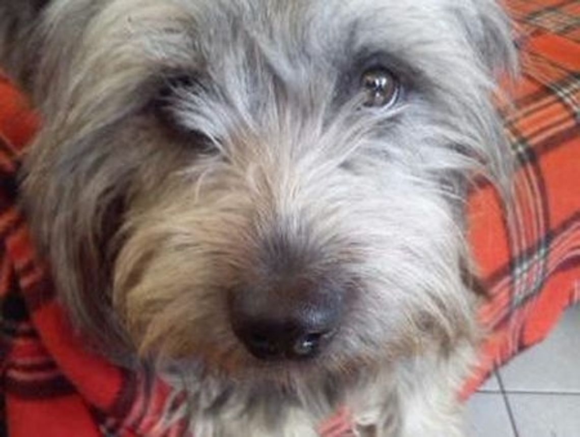 Szukamy Badiego z czerwoną obrożą