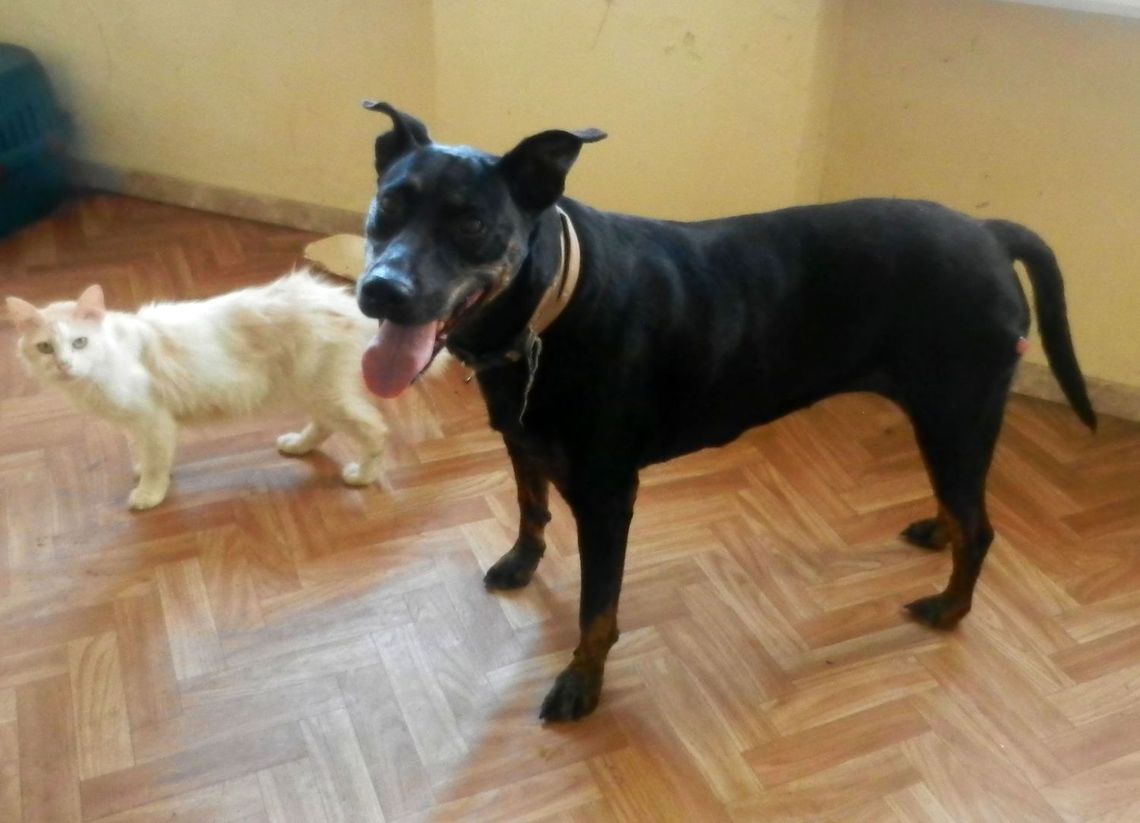 Szukamy dla nich domu Szukamy dla nich domu