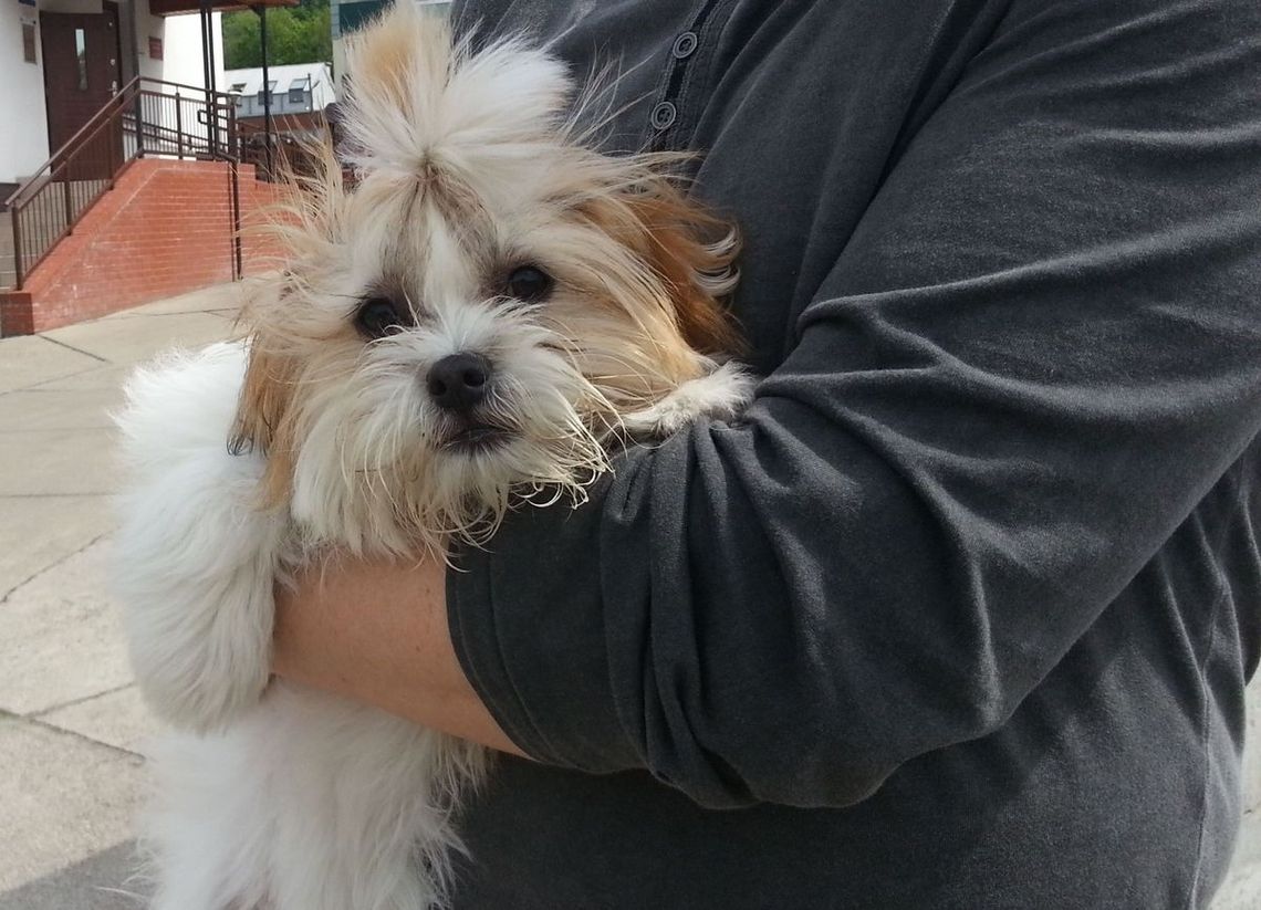 Szukamy właściciela zgubionego rasowego pieska