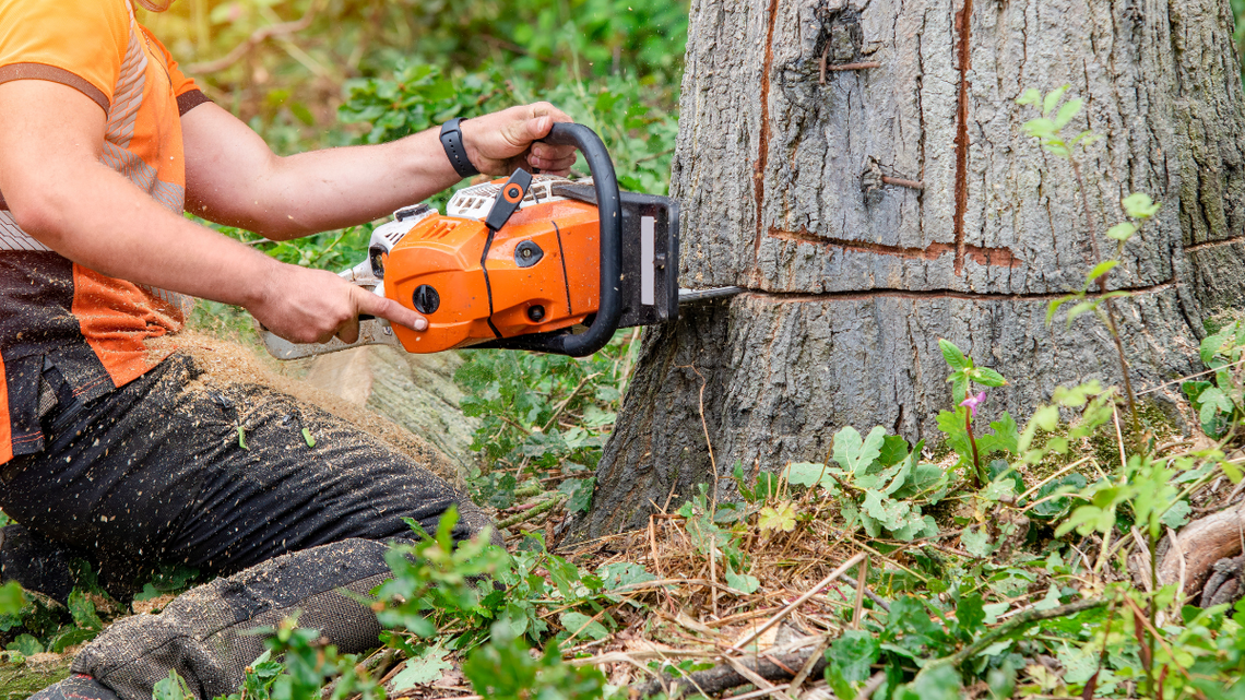Usuwanie drzewa z własnej działki. Jak to zrobić szybko? Usuwanie drzewa z własnej działki. Jak to zrobić szybko?