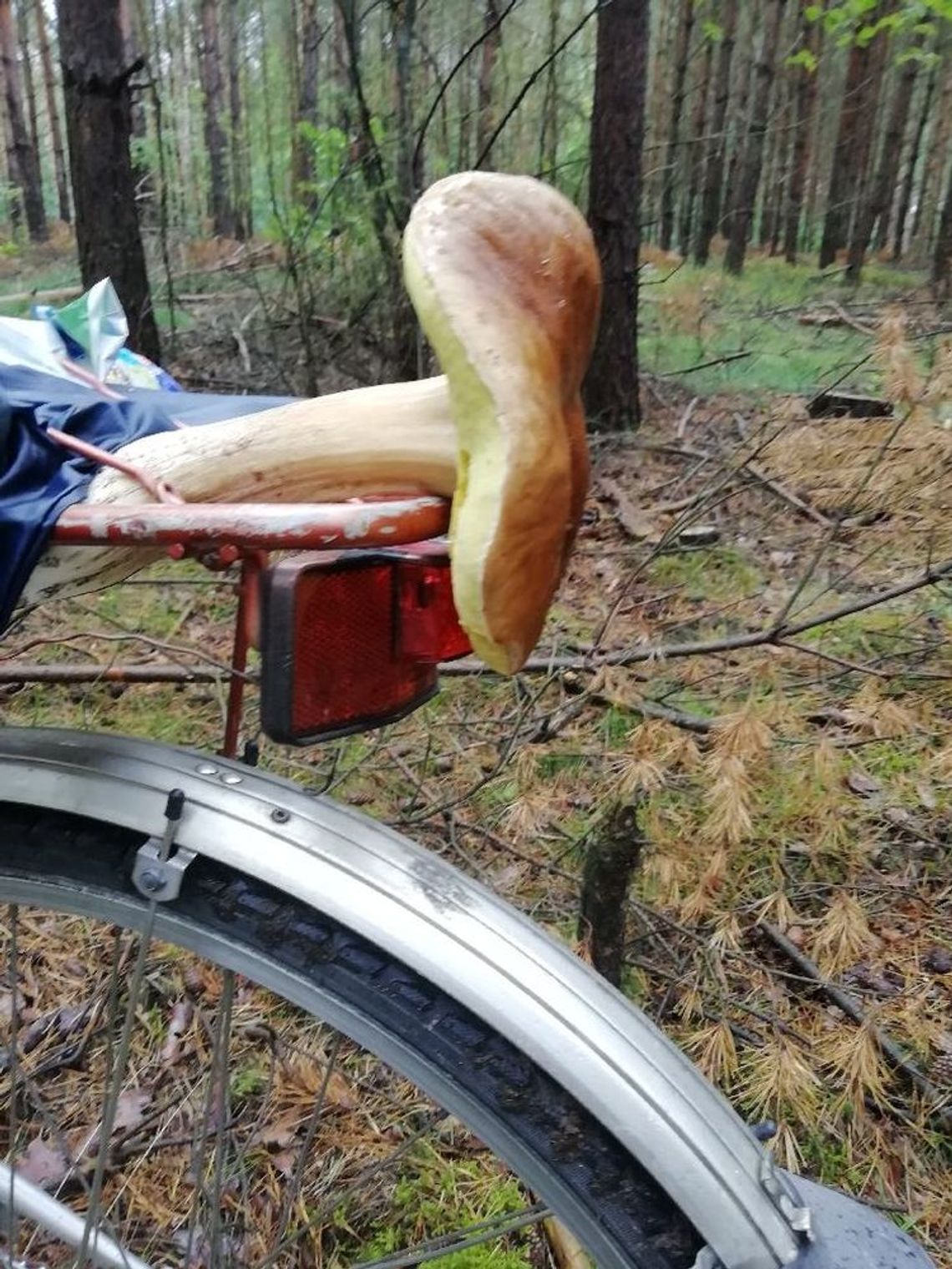 Taaaki prawdziwek! Ledwo się zmieścił na bagażnik Taaaki prawdziwek! Ledwo się zmieścił na bagażnik