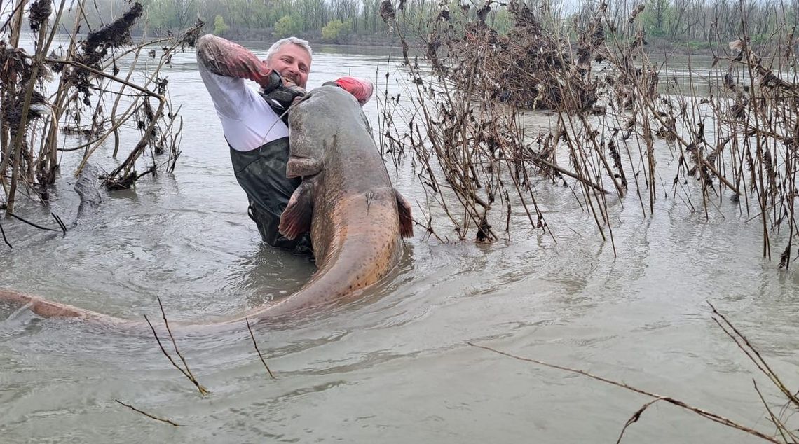 Taaka ryba w Odrze! Ponad 2,5 metra rekordem Polski
