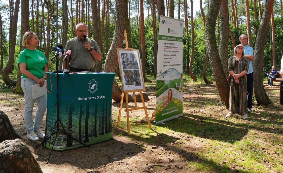 Tajemnica Krzywego Lasu koło Gryfina, Zagraj w bezpłatny quest i odkryj niezwykłą zagadkę przyrody Tajemnica Krzywego Lasu koło Gryfina, Zagraj w bezpłatny quest i odkryj niezwykłą zagadkę przyrody