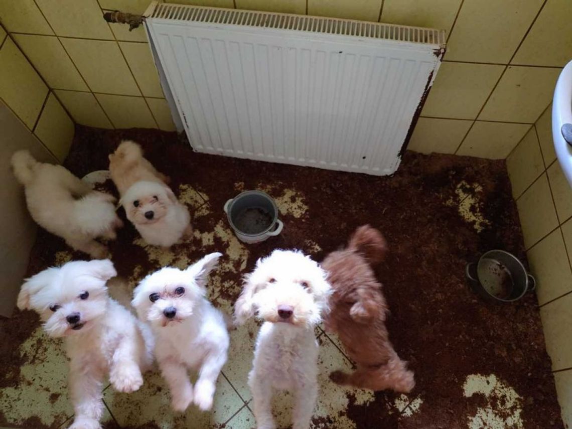 Znęcali się nad psami. W nielegalnej fabryce rasowych psów [ZDJĘCIA, WIDEO]