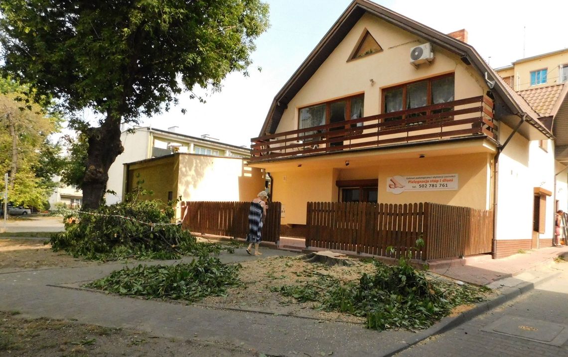 Tak znikają w Gryfinie drzewa Tak znikają w Gryfinie drzewa