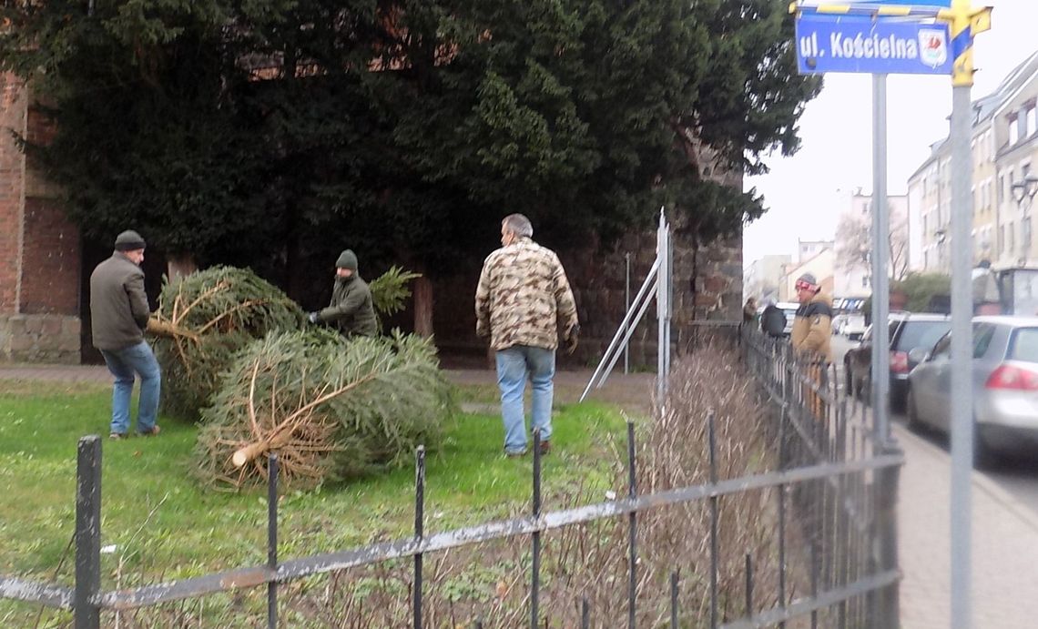 Te potężne drzewka trafiły do kościoła