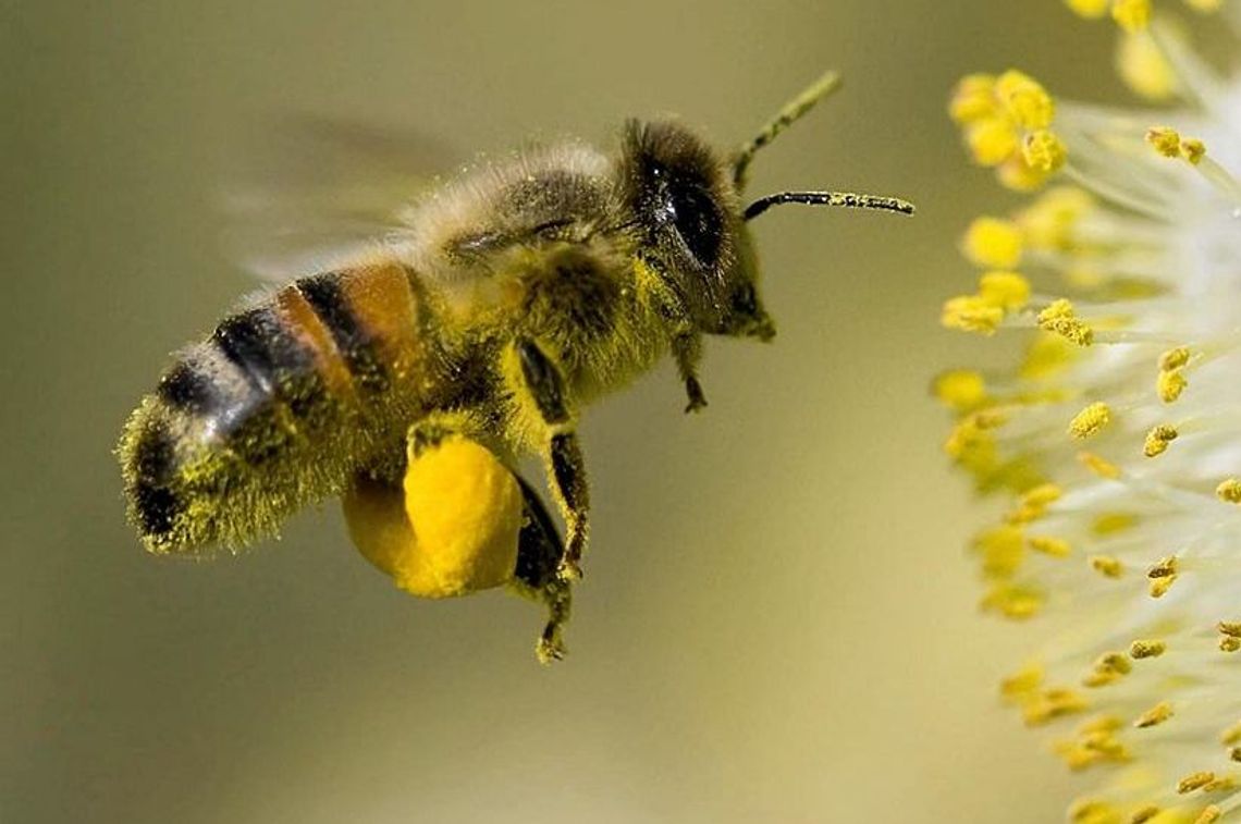 Tej nocy zaatakowali ponownie. Pomóżmy ustalić złodziei z pasieki Tej nocy zaatakowali ponownie. Pomóżmy ustalić złodziei z pasieki