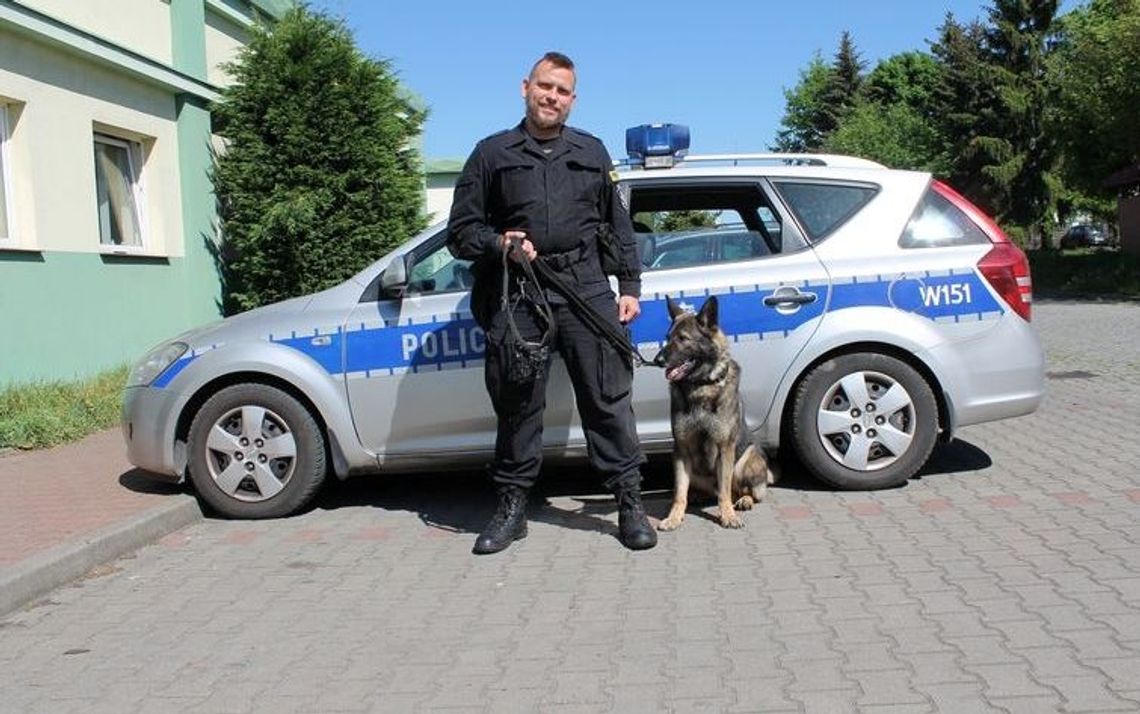 Ten pies wytropił pijanego kierowcę, który zbiegł z miejsca wypadku Ten pies wytropił pijanego kierowcę, który zbiegł z miejsca wypadku