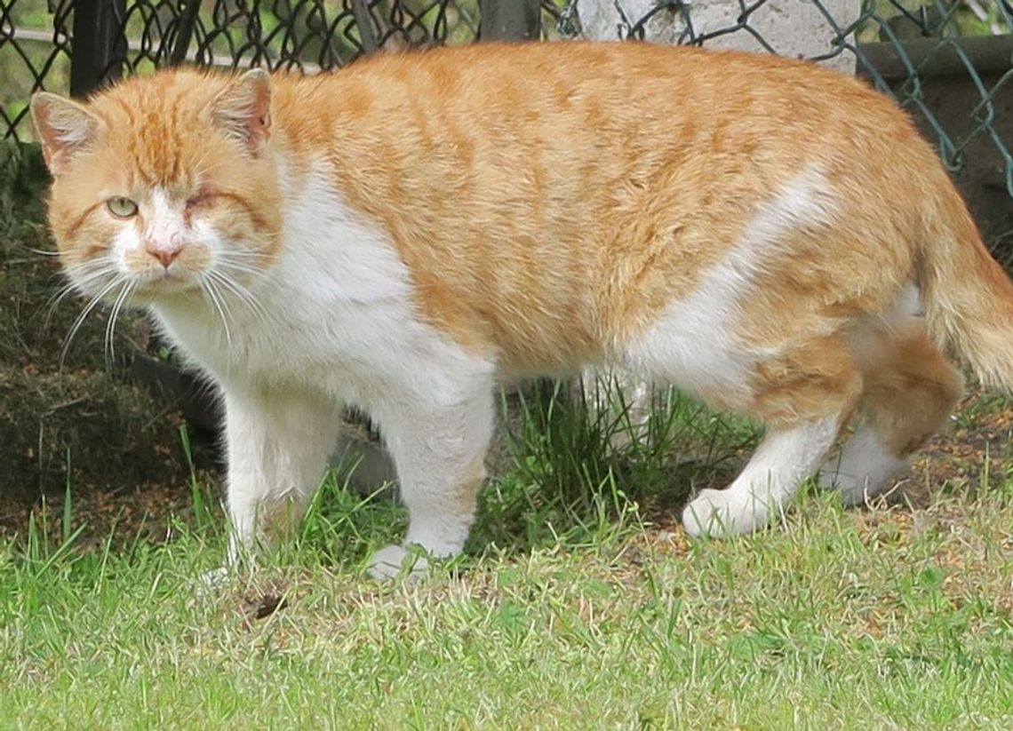 Terroryzuje moje zwierzaki! Powrót dominatora