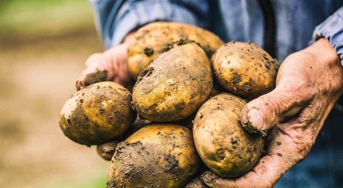 Zalewają nas ziemniaki z Niemiec, Holandii i Grecji. Sa tańsze, więc je kupujemy